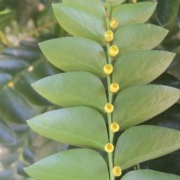 Phyllanthus buxifolius (Blume) Müll.Arg.